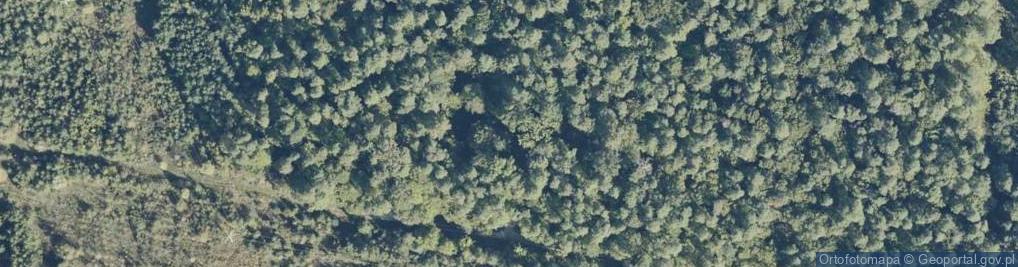 Zdjęcie satelitarne Mogiła Niewinnych Ofiar Żydowskich z Powiatu Konińskiego Pomord