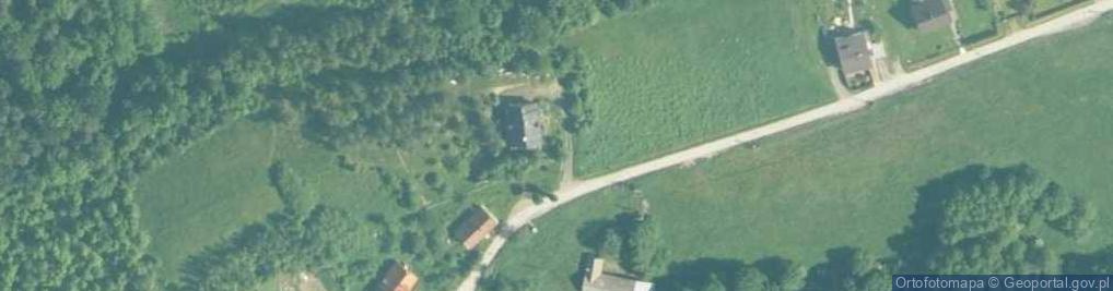 Zdjęcie satelitarne Lipa drobnolistna - Tilia cordata Mill