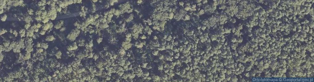 Zdjęcie satelitarne Rezerwat Dębno nad Wartą
