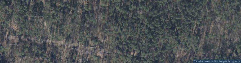 Zdjęcie satelitarne Uroczysko Żabiczki — Las