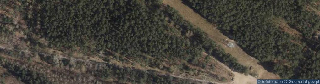 Zdjęcie satelitarne Betula obscura 2