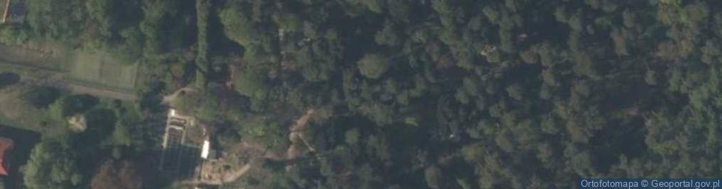 Zdjęcie satelitarne Cedrus libani Rogów