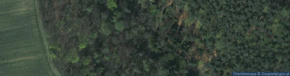 Zdjęcie satelitarne Corydalis cava a1