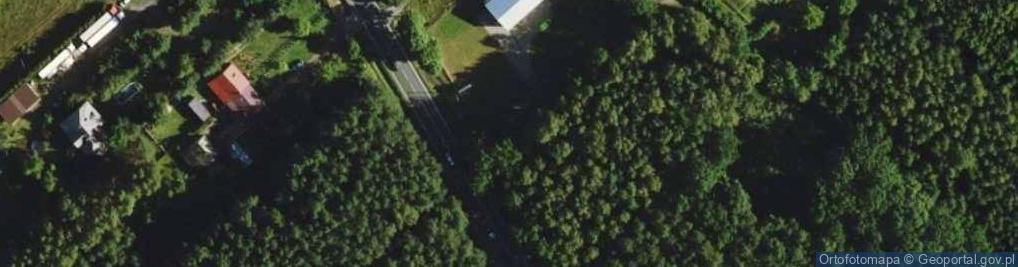 Zdjęcie satelitarne Korytow quercus robur01