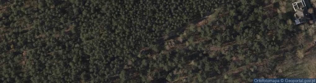 Zdjęcie satelitarne Pinus sylvestris Marki 3