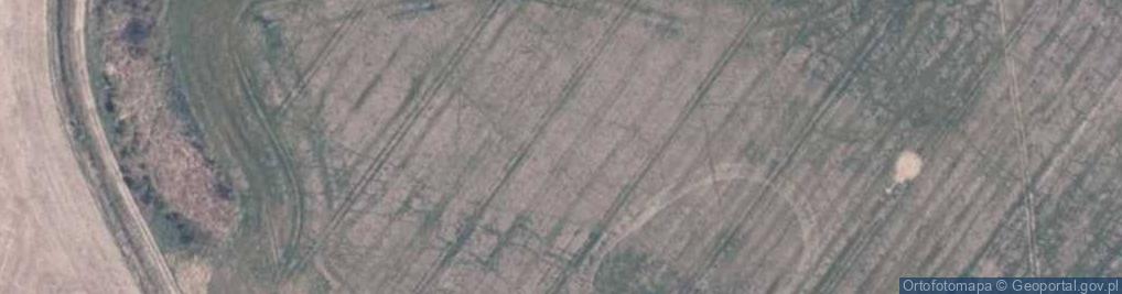 Zdjęcie satelitarne Quercus pubescens in Bielinek kz
