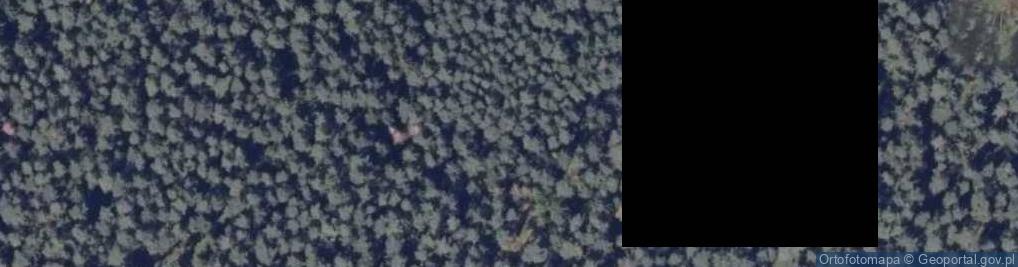 Zdjęcie satelitarne Zbiorowisko lesne nad rospuda 20.07.09 pl