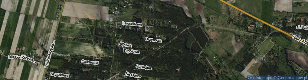 Zdjęcie satelitarne Grzybowa ul.