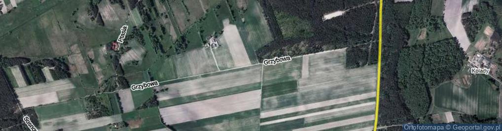 Zdjęcie satelitarne Grzybowa ul.