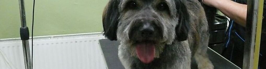 Amigo Vet Salon Pielęgnacji Zwierząt Luksemburg Róży Będzin 42 506