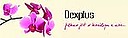 Logo - Dex Plus, Żytnia 13 lok.151, Warszawa 01-014 - Perfumeria, Drogeria, godziny otwarcia, numer telefonu
