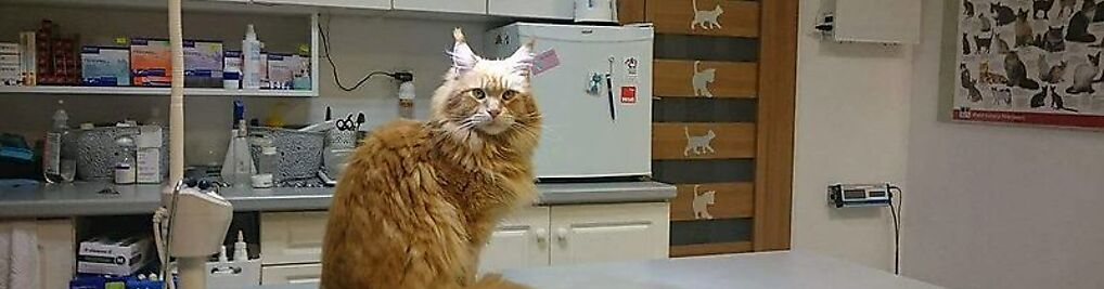 Zdjęcie w galerii Przychodnia Weterynaryjna Sonia nr 1