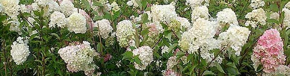 Zdjęcie w galerii Flower-Garden | Szkółka Roślin Ozdobnych A.R. Koblańscy nr 4