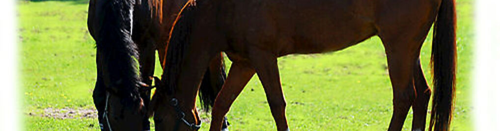 Zdjęcie w galerii Black Horse Team - Nauka jazdy konnej - Gdańsk Owczarnia nr 2