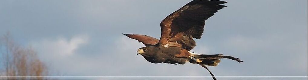 Zdjęcie w galerii Harris Hawk Grzegorz Laskowski nr 6