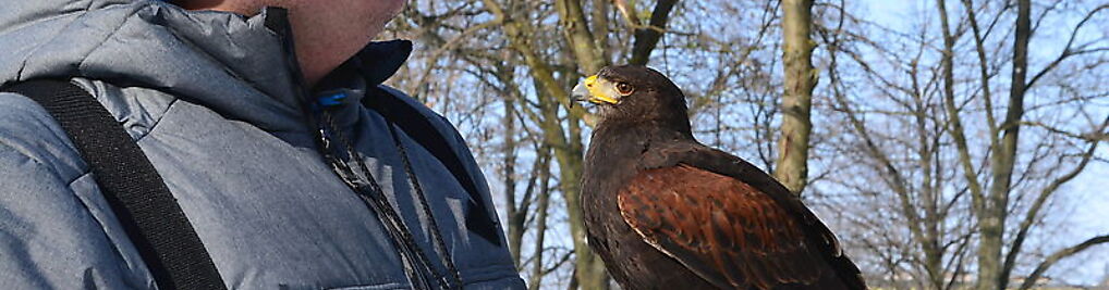 Zdjęcie w galerii Harris Hawk Grzegorz Laskowski nr 1