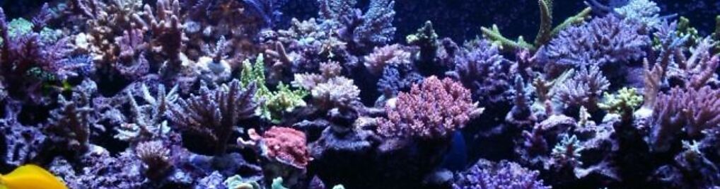 Zdjęcie w galerii akwaria-morskie.pl nr 1