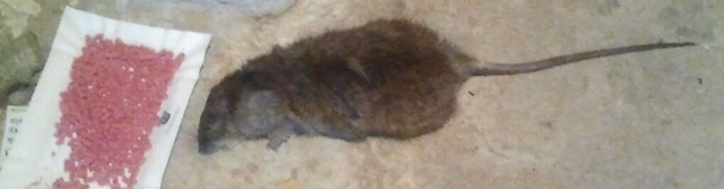 Zdjęcie w galerii Kontra Profesjonalna Grupa Sanitarna D.D.D Krzysztof Psionka nr 6