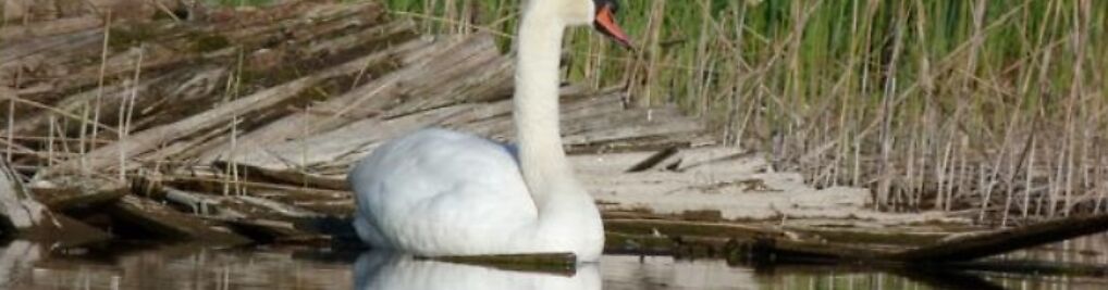 Zdjęcie w galerii Kajaki Mazurskie nr 5