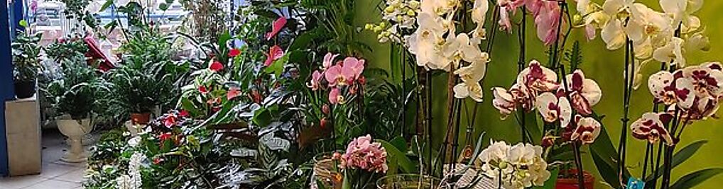 Zdjęcie w galerii Orchidea nr 1