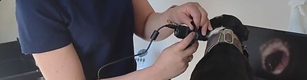 Zdjęcie w galerii Przychodnia Weterynaryjna Śródmieście nr 3