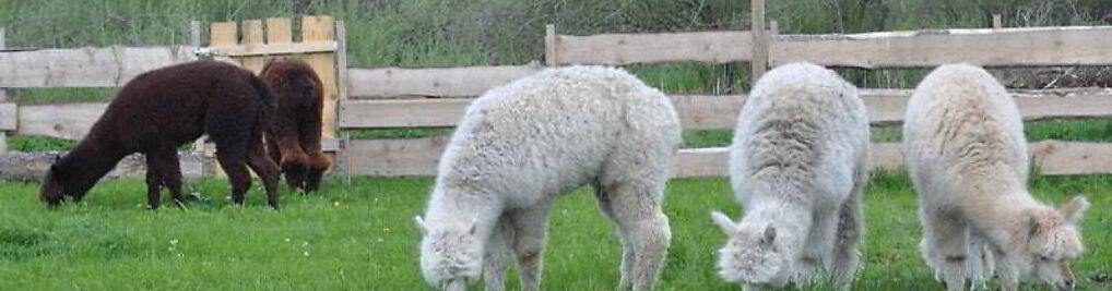 Zdjęcie w galerii Alpacone. Alpaki w Bieszczadach nr 1