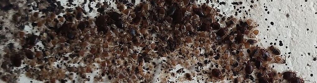 Zdjęcie w galerii MIDAN PEST CONTROL nr 10