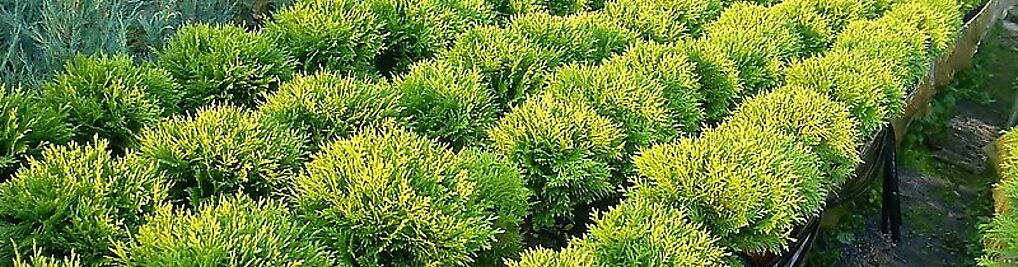 Zdjęcie w galerii IGLAKI Szkółka drzew i krzewów ozdobnych nr 3