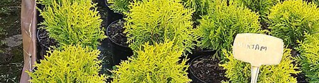 Zdjęcie w galerii IGLAKI Szkółka drzew i krzewów ozdobnych nr 5