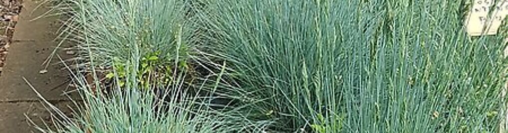 Zdjęcie w galerii IGLAKI Szkółka drzew i krzewów ozdobnych nr 7