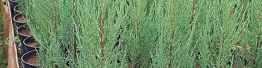 Zdjęcie w galerii IGLAKI Szkółka drzew i krzewów ozdobnych nr 6