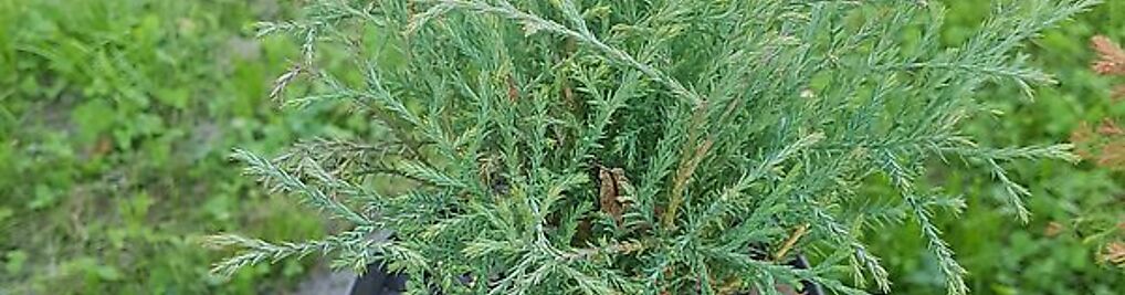 Zdjęcie w galerii IGLAKI Szkółka drzew i krzewów ozdobnych nr 8