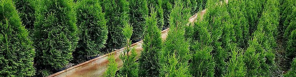 Zdjęcie w galerii IGLAKI Szkółka drzew i krzewów ozdobnych nr 1