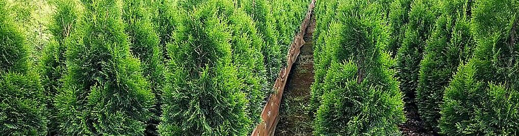 Zdjęcie w galerii IGLAKI Szkółka drzew i krzewów ozdobnych nr 2