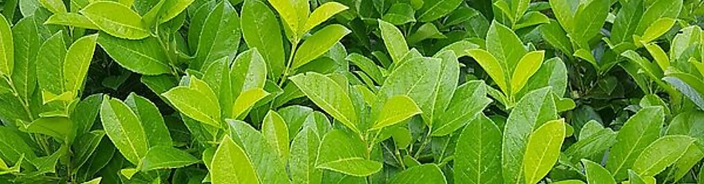 Zdjęcie w galerii IGLAKI Szkółka drzew i krzewów ozdobnych nr 4