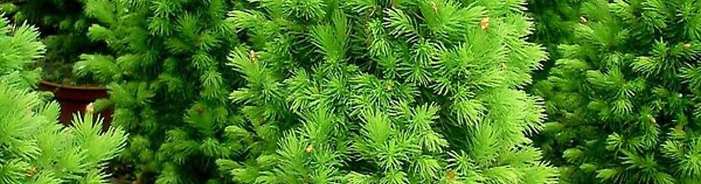 Zdjęcie w galerii IGLAKI Szkółka drzew i krzewów ozdobnych nr 9