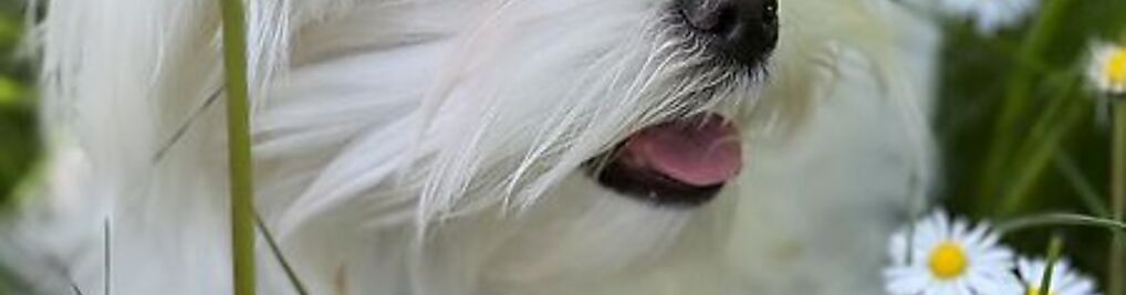 Zdjęcie w galerii Kardelen FCI Maltańczyk i Lhasa Apso - hodowla psów ZKwP nr 2