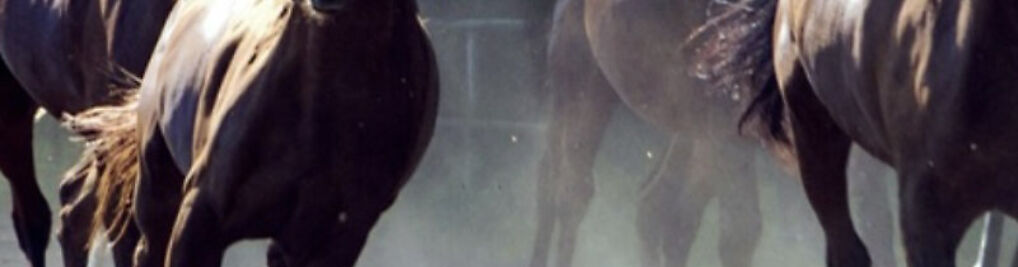 Zdjęcie w galerii Ośrodek Wypoczynkowy OSTOJA nad Bugiem nr 10