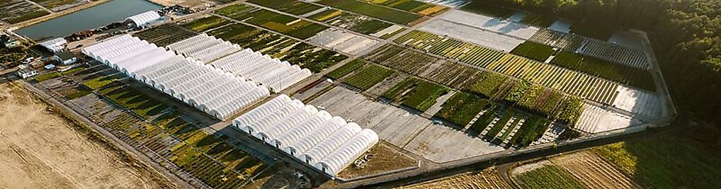 Zdjęcie w galerii KAŁUZIŃSKI GRAFTED PLANTS nr 1