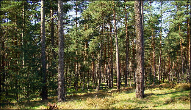 0904 Pusz Wkrzan ZPL, Karpin, Karpin 72-015 - Zdjęcia