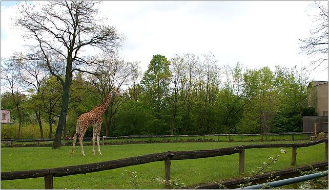 Żyrafa Rothschilda (Giraffa camelopardalis rothschildi), łódzkie zoo od 94-017 do 94-303 - Zdjęcia