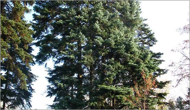 Abies concolor Zeromskiego 1, Czarnieckiego Stefana, Warszawa od 01-511 do 01-548 - Zdjęcia