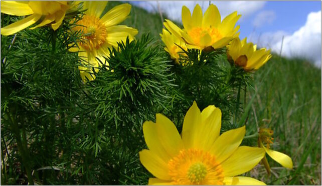 Adonis vernalis, Ponidzie, spring 2007, Nowa Wieś Przysiółek 28-160 - Zdjęcia