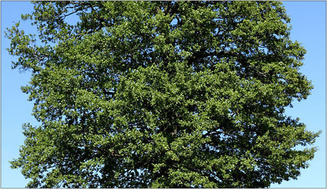 Alnus glutinosa Ząbki, Kochanowskiego Jana 15, Ząbki 05-091 - Zdjęcia