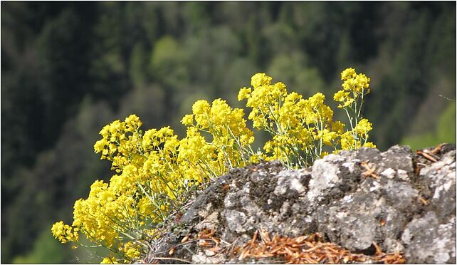 Alyssum saxatile 1, Kras, Krościenko nad Dunajcem 34-450 - Zdjęcia