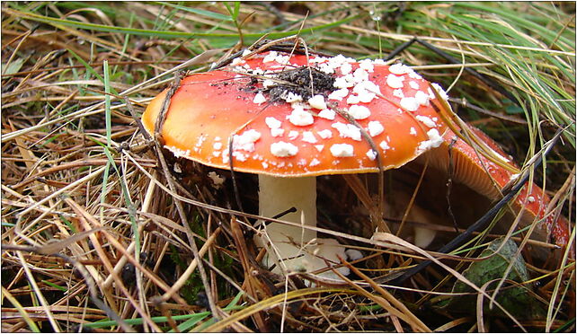Amanita muscaria found on Sobieszewo Island in northern Poland October 2009 photo 4 80-680 - Zdjęcia