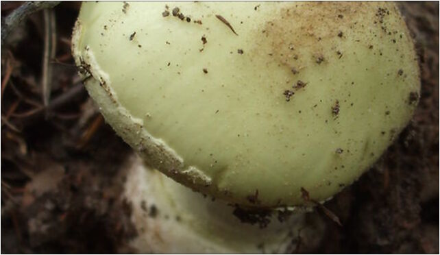 Amanita phalloides 01, Sopocka, Gdynia 81-580 - Zdjęcia