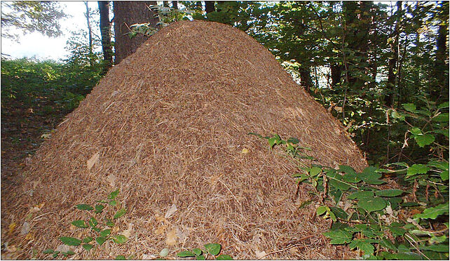 Anthill, Zyndranowa, Zyndranowa 38-454 - Zdjęcia