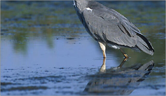 Ardea cinerea 2 (Marek Szczepanek), Grodkowska 11, Otmuchów 48-385 - Zdjęcia