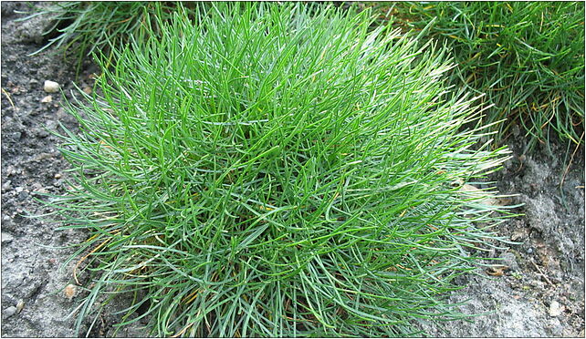 Armeria maritima IMG 0963, Marszałka Józefa Piłsudskiego, Zabrze 41-800 - Zdjęcia